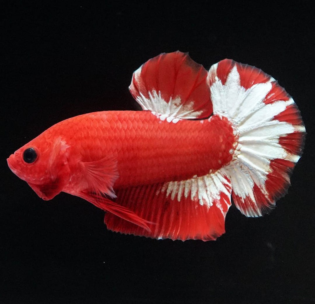 Betta splendens "Plakat Mix" – Kurzflossiger Kampffisch in bunter Vielfalt
