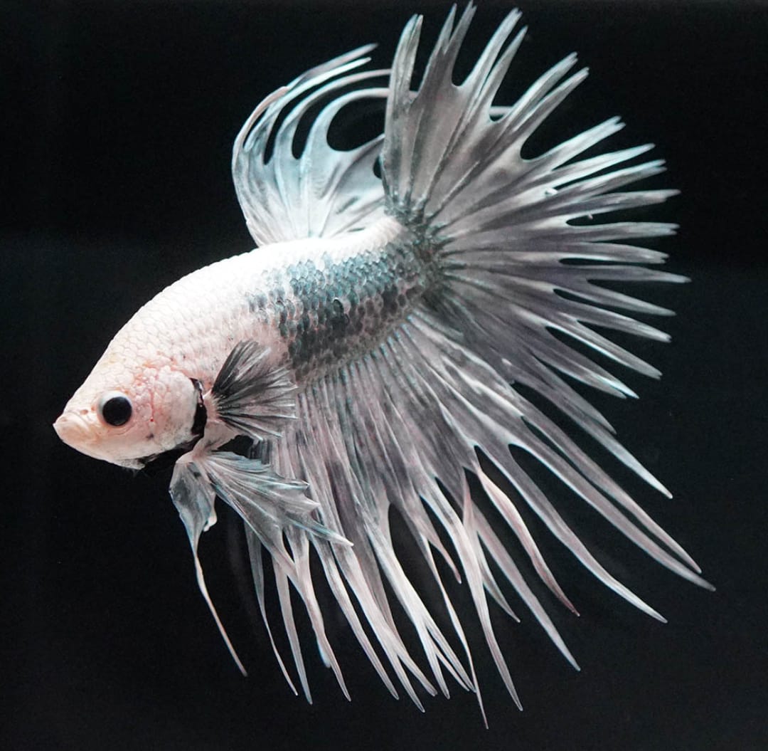 Betta splendens "Crowntail Mix" – Kampffisch mit auffälliger Strahlenflosse in verschiedenen Farbvarianten