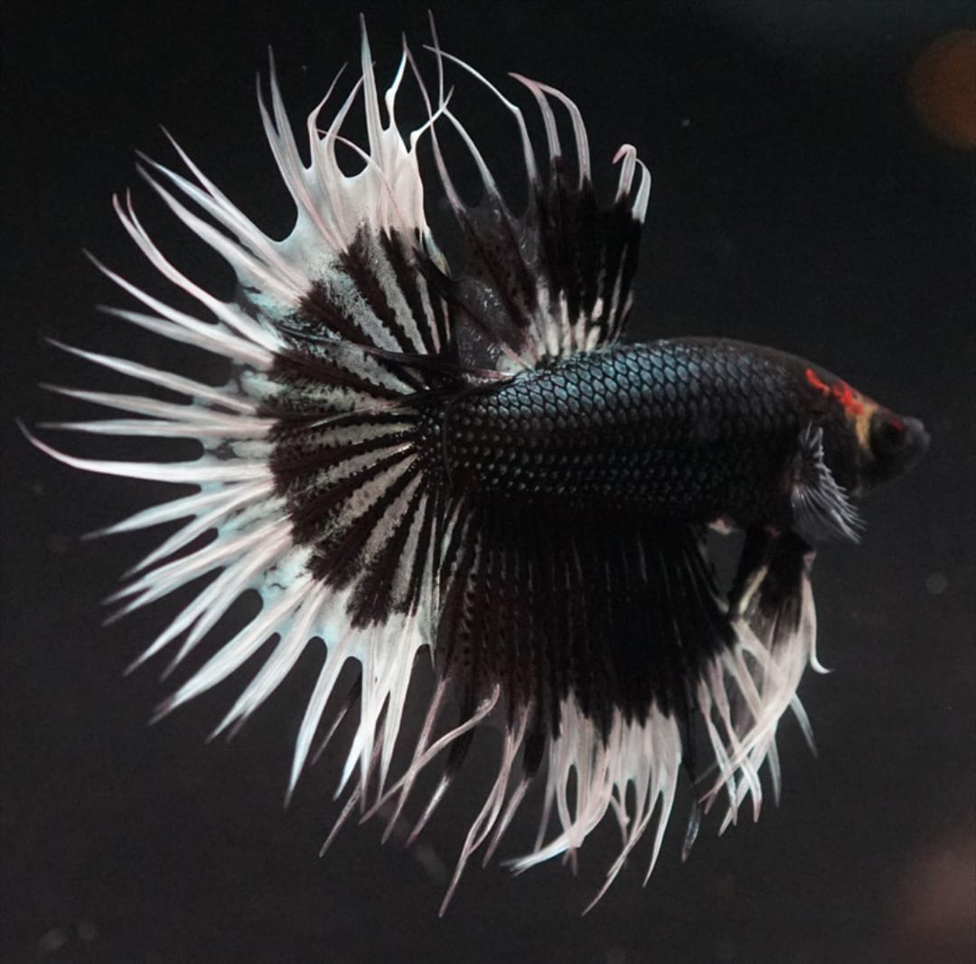 Betta splendens "Crowntail Mix" – Kampffisch mit auffälliger Strahlenflosse in verschiedenen Farbvarianten