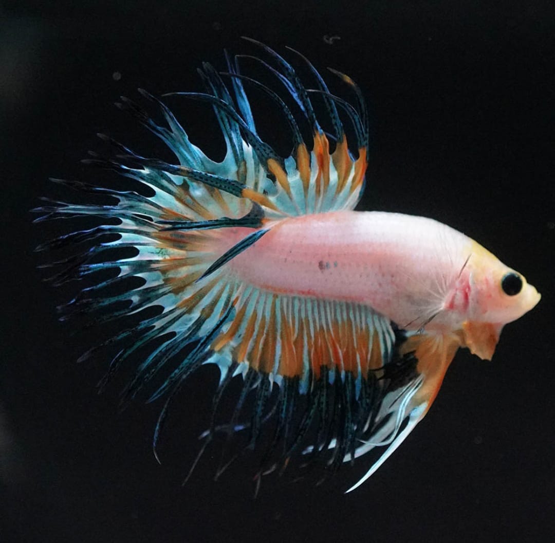 Betta splendens "Crowntail Mix" – Kampffisch mit auffälliger Strahlenflosse in verschiedenen Farbvarianten