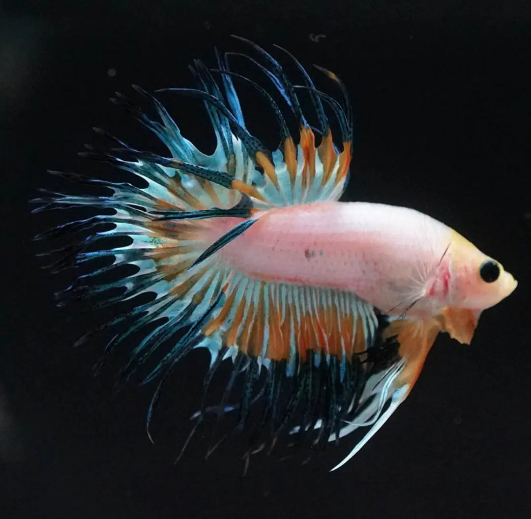Betta splendens "Crowntail Mix" – Kampffisch mit auffälliger Strahlenflosse in verschiedenen Farbvarianten AquaTimo