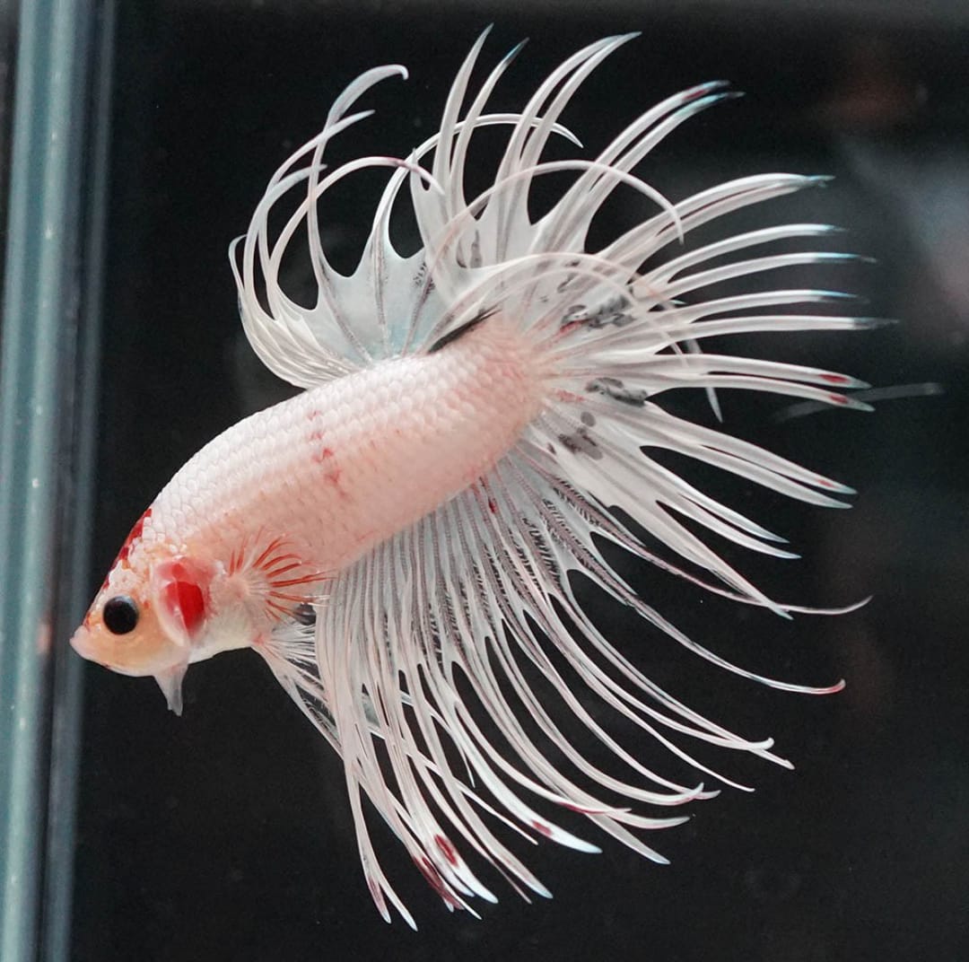 Betta splendens "Crowntail Mix" – Kampffisch mit auffälliger Strahlenflosse in verschiedenen Farbvarianten