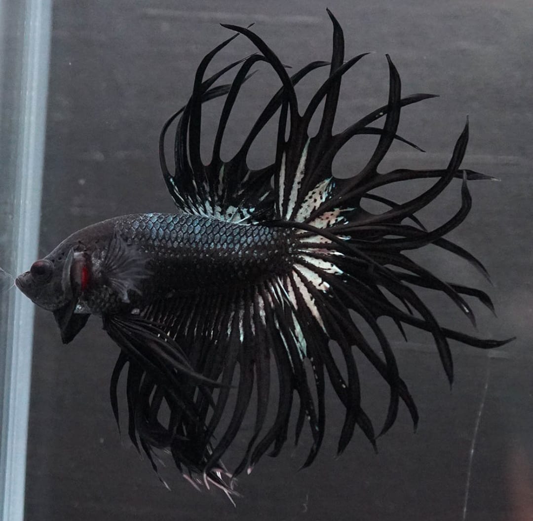 Betta splendens "Crowntail Mix" – Kampffisch mit auffälliger Strahlenflosse in verschiedenen Farbvarianten