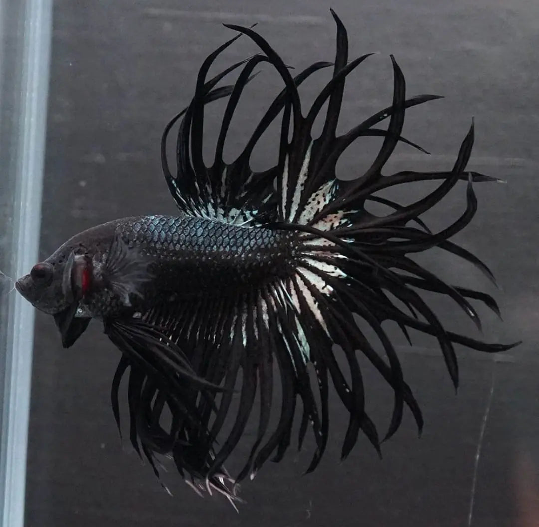 Betta splendens "Crowntail Mix" – Kampffisch mit auffälliger Strahlenflosse in verschiedenen Farbvarianten AquaTimo