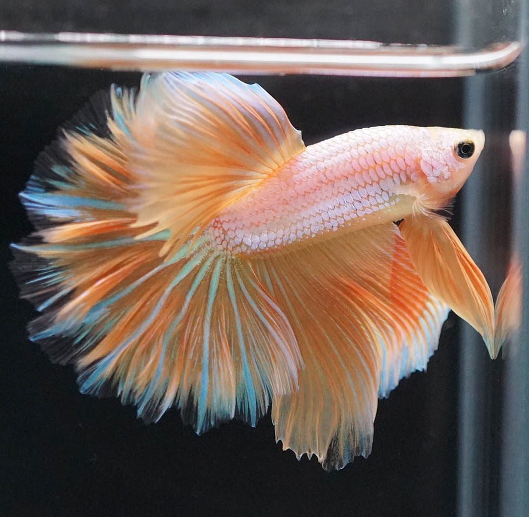 Betta splendens "Halfmoon Dragon Gold" – Eleganter Kampffisch mit gold-schimmernder Drachenzeichnung
