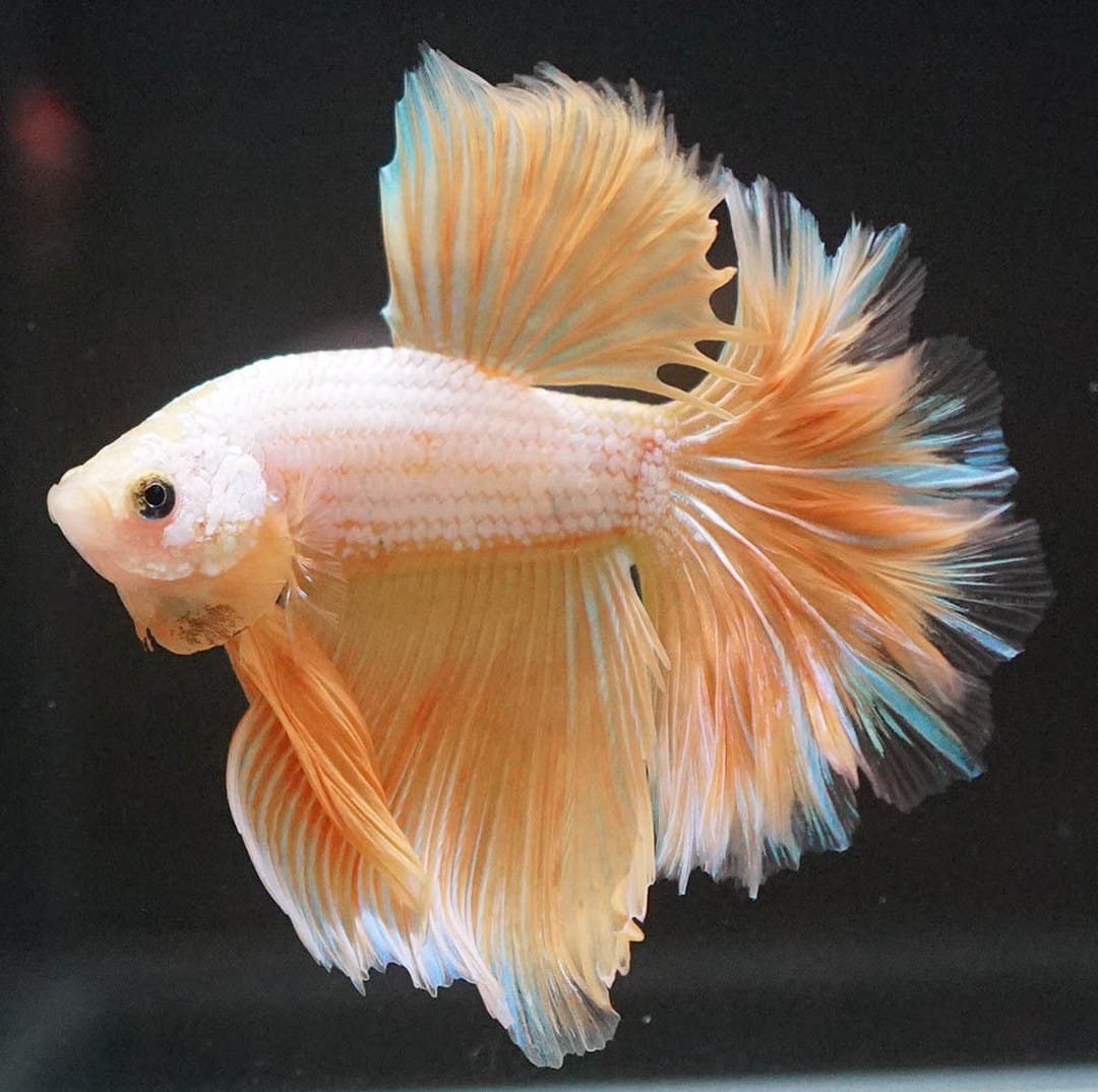 Betta splendens "Halfmoon Dragon Gold" – Eleganter Kampffisch mit gold-schimmernder Drachenzeichnung
