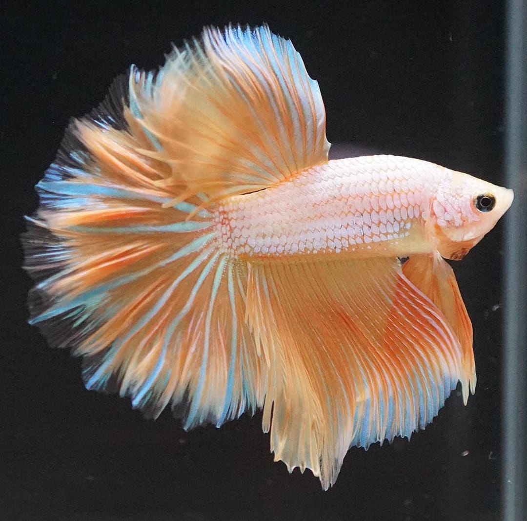 Betta splendens "Halfmoon Dragon Gold" – Eleganter Kampffisch mit gold-schimmernder Drachenzeichnung