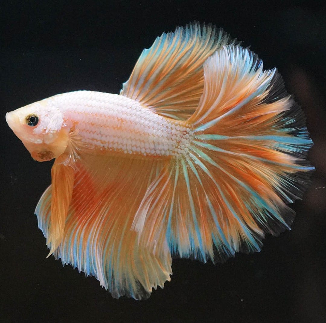 Betta splendens "Halfmoon Dragon Gold" – Eleganter Kampffisch mit gold-schimmernder Drachenzeichnung