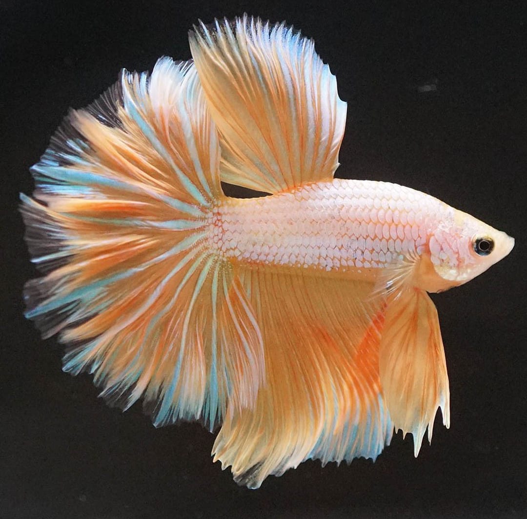 Betta splendens "Halfmoon Dragon Gold" – Eleganter Kampffisch mit gold-schimmernder Drachenzeichnung