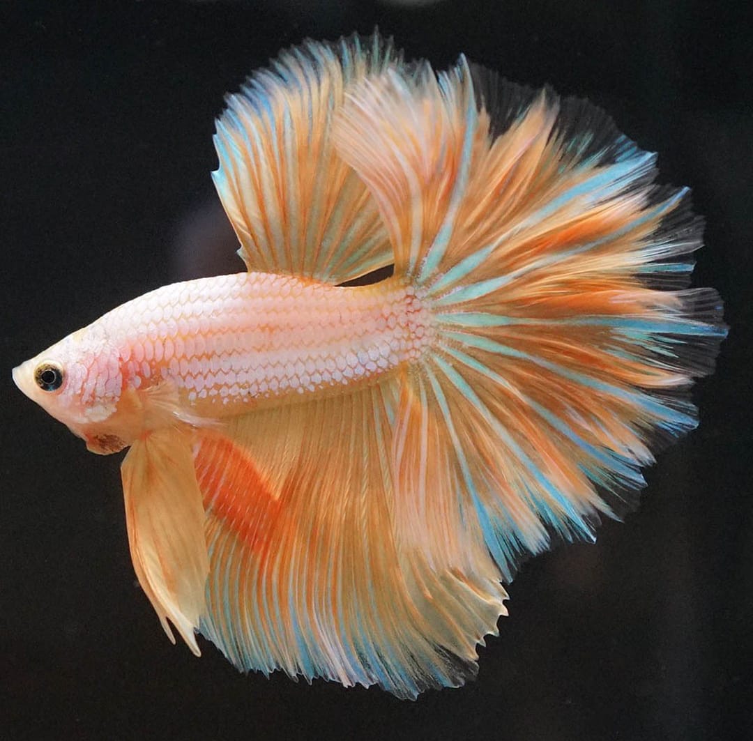 Betta splendens "Halfmoon Dragon Gold" – Eleganter Kampffisch mit gold-schimmernder Drachenzeichnung