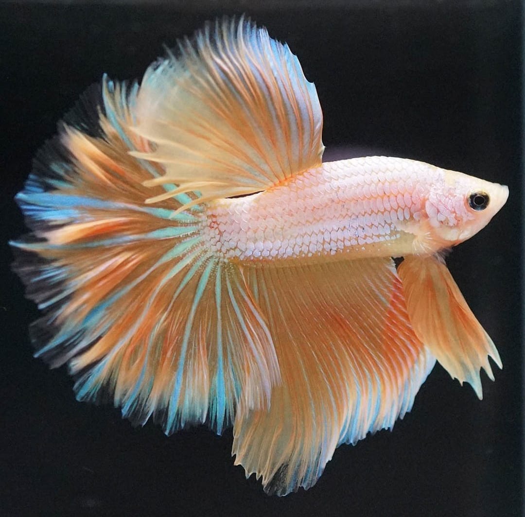 Betta splendens "Halfmoon Dragon Gold" – Eleganter Kampffisch mit gold-schimmernder Drachenzeichnung
