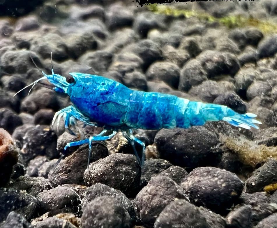 Caridina logemanni - Full Blue Kingkong