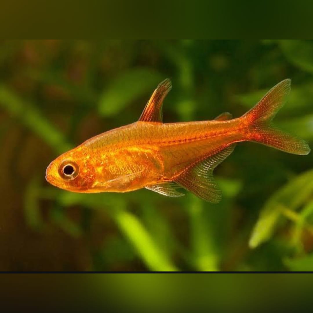 Hyphessobrycon amandae - Funkensalmler