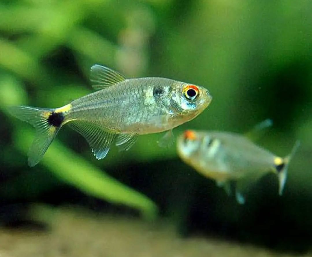 Hemigrammus ocellifer - Schlußlichtsalmler