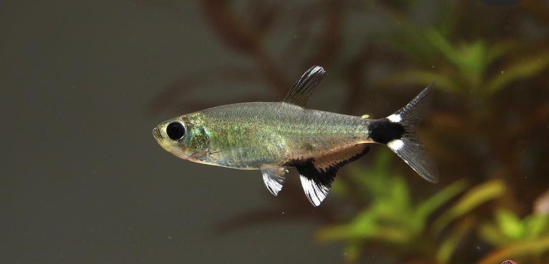 Aphyocharax paraguayensis – Augenflecksalmler