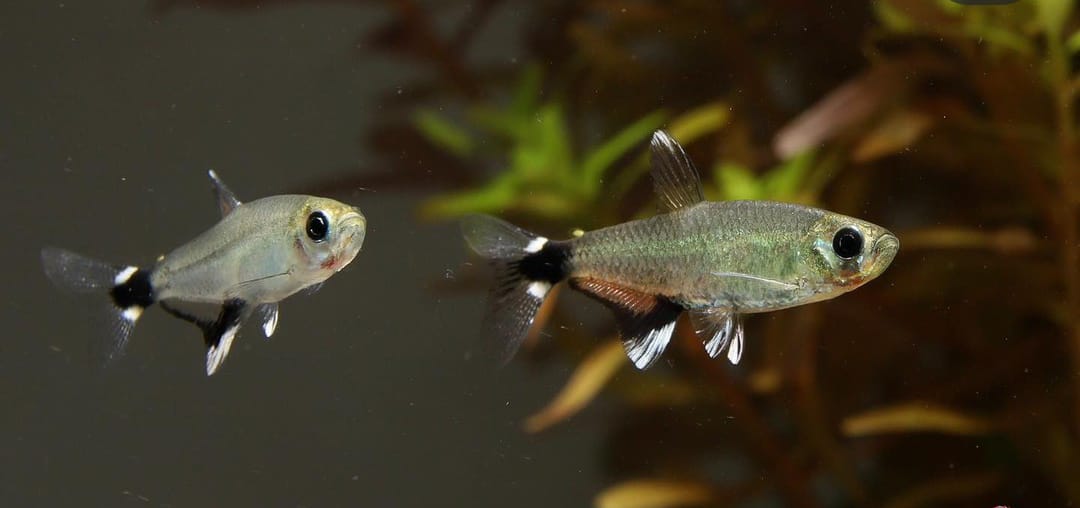 Aphyocharax paraguayensis – Augenflecksalmler