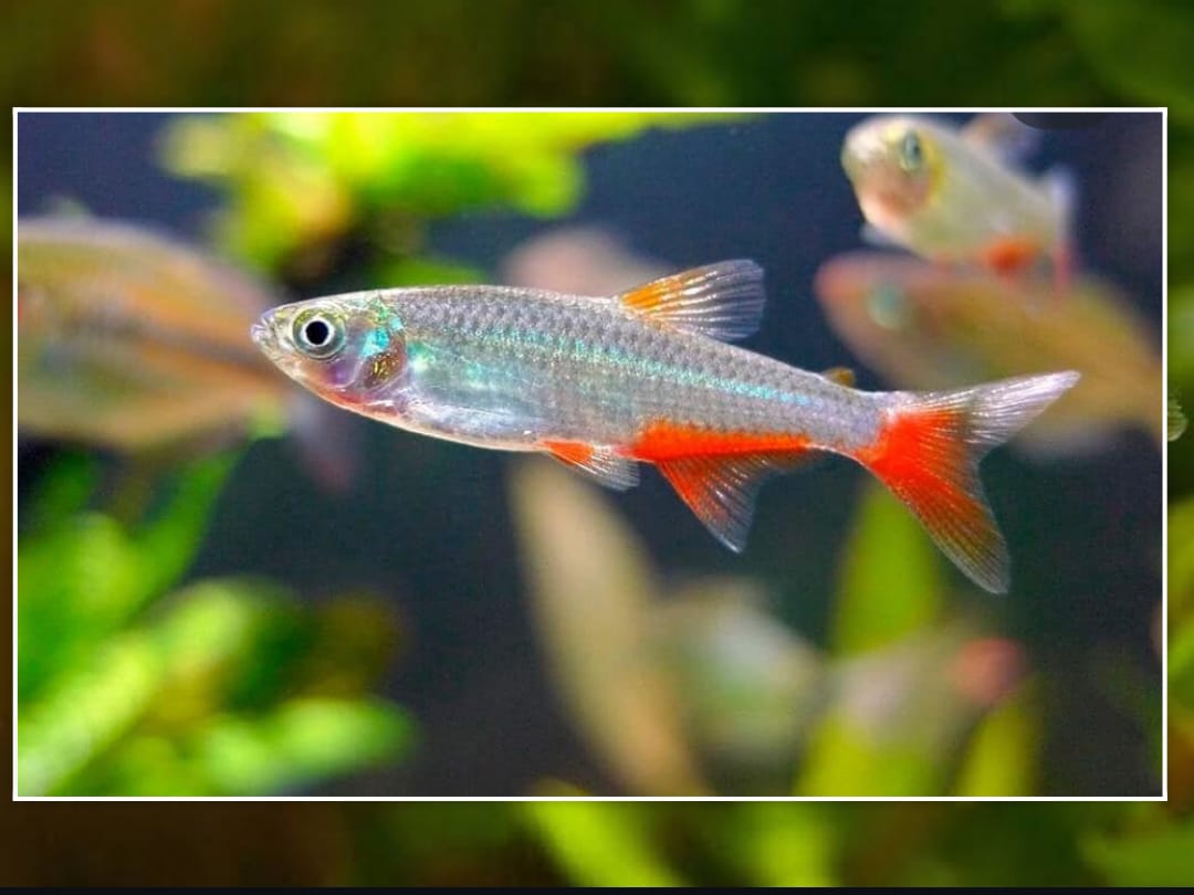 Aphyocharax anisitsi - Rotflossensalmler