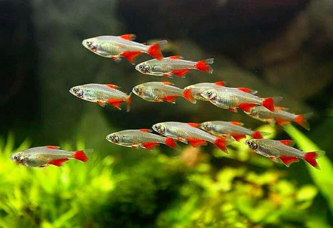 Aphyocharax anisitsi - Rotflossensalmler