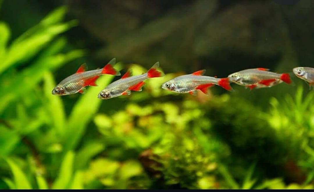 Aphyocharax anisitsi - Rotflossensalmler