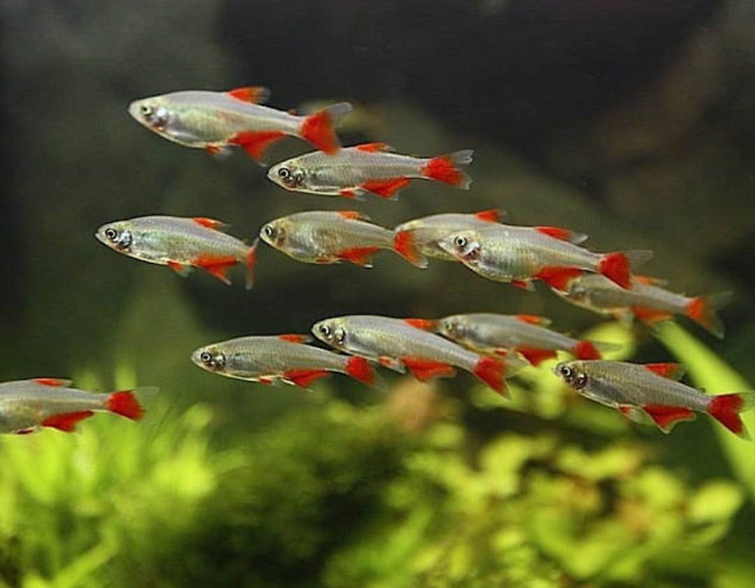 Aphyocharax anisitsi - Rotflossensalmler