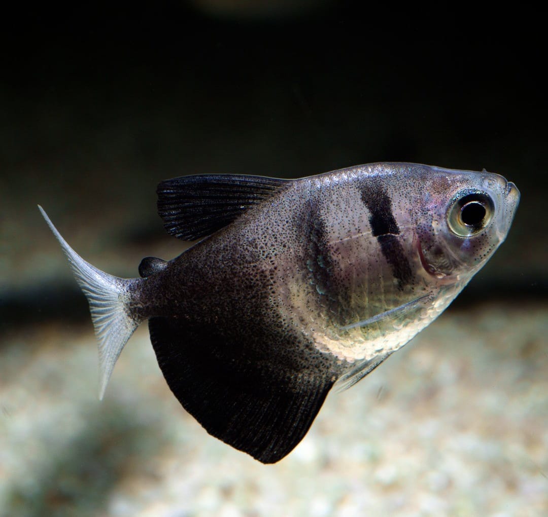 Gymnocorymbus ternetzi - Trauermantelsalmler