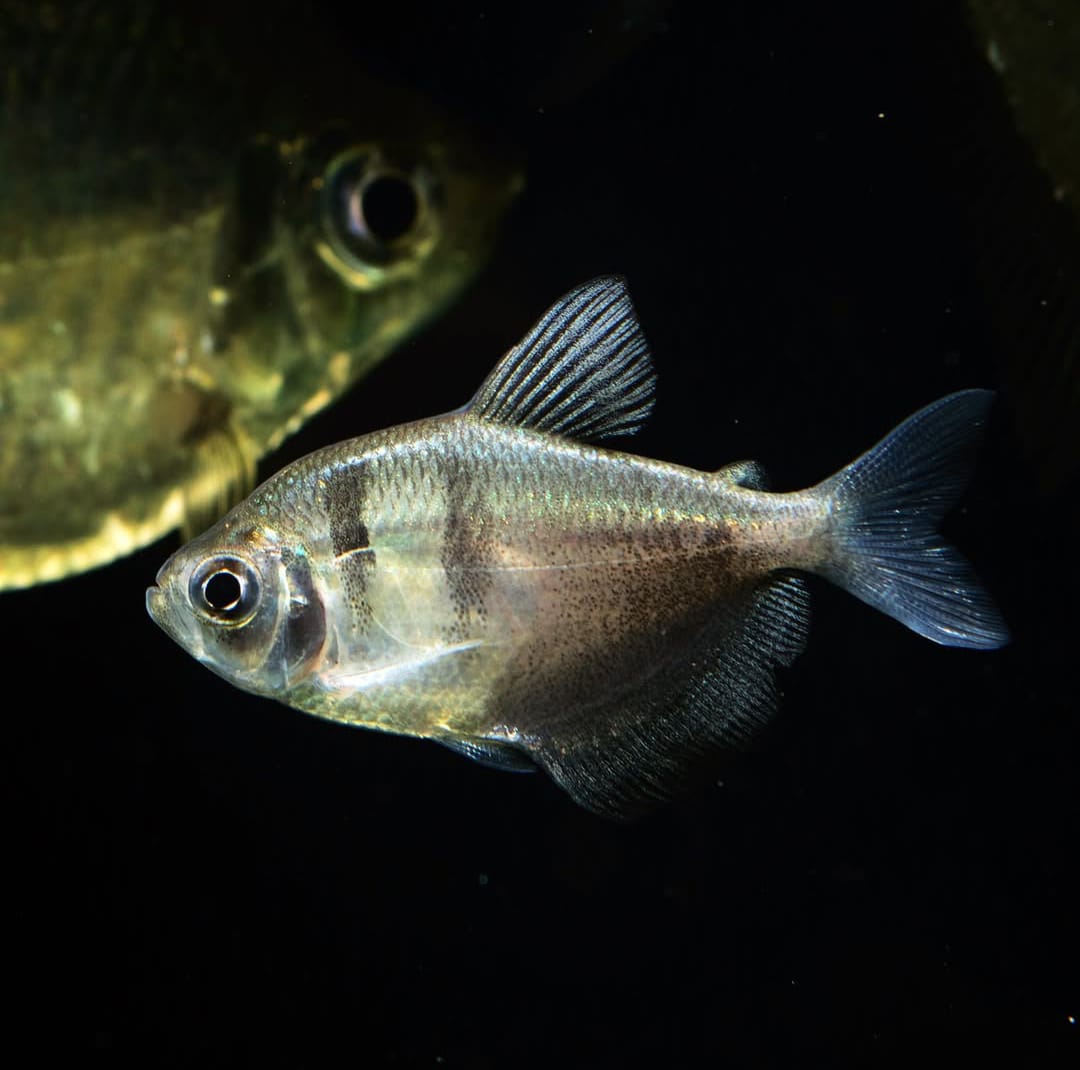 Gymnocorymbus ternetzi - Trauermantelsalmler