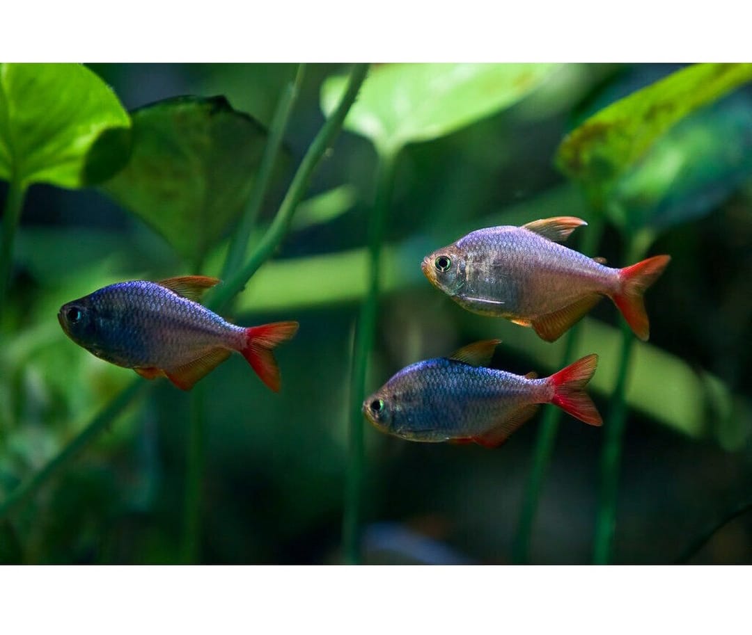 Rot-Blauer Kolumbiensalmler - Hyphessobrycon columbianus (ecuadorensis)
