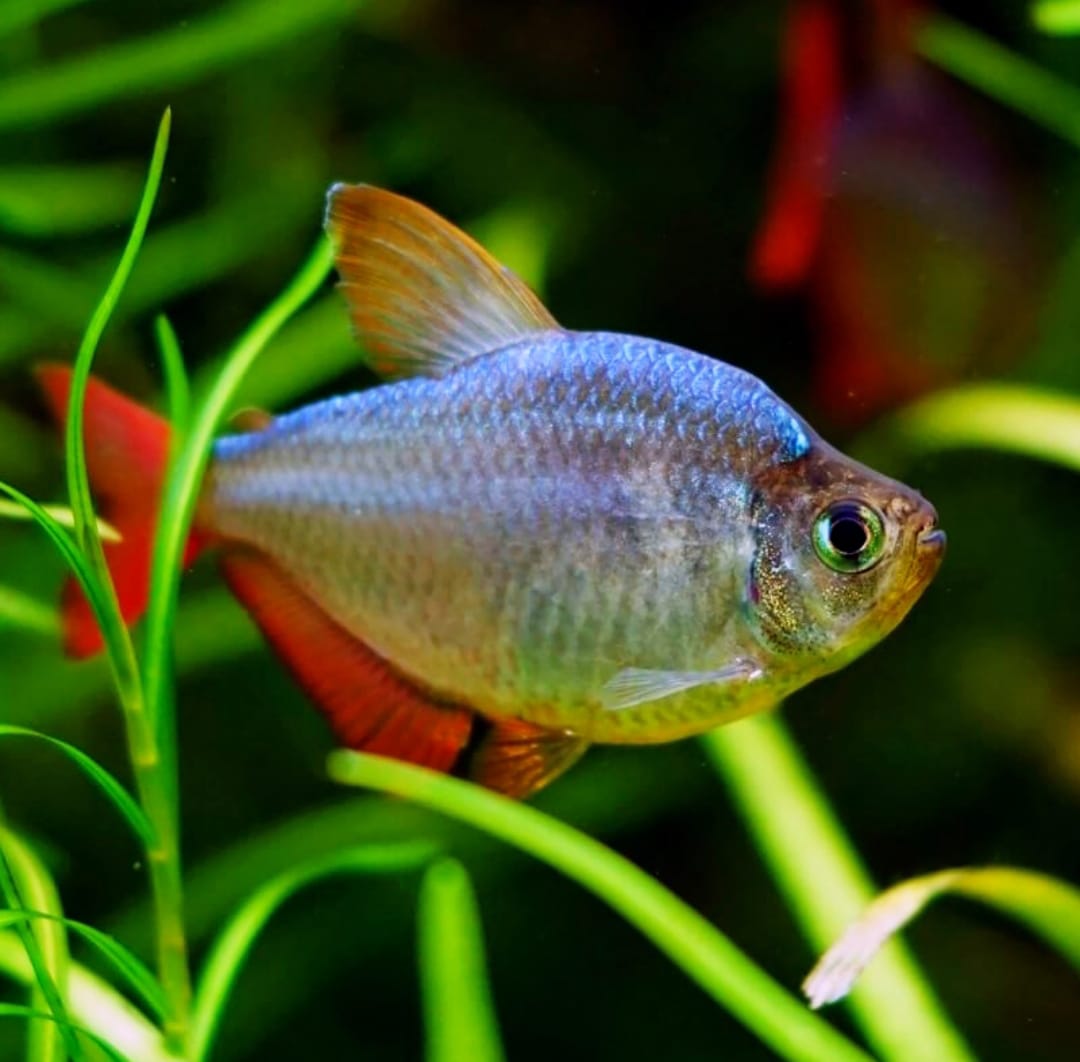 Rot-Blauer Kolumbiensalmler - Hyphessobrycon columbianus (ecuadorensis)
