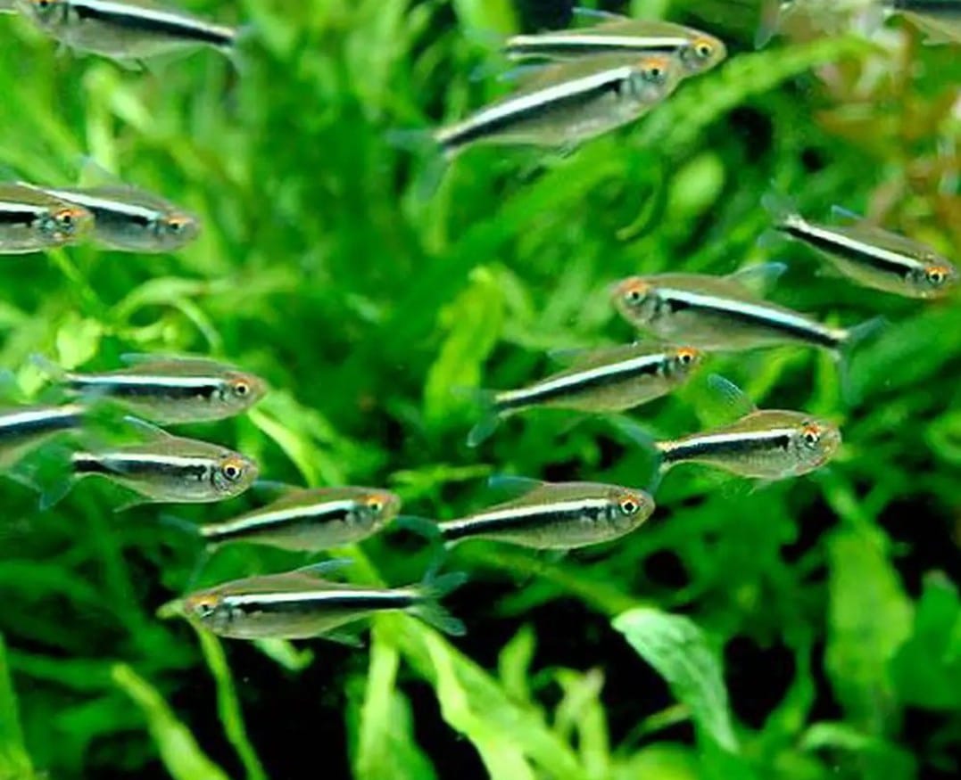 Hyphessobrycon herbertaxelrodi – Schwarzer Neon / Neon Schwarz