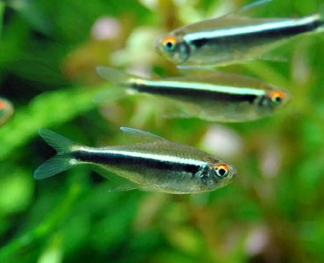 Hyphessobrycon herbertaxelrodi – Schwarzer Neon / Neon Schwarz