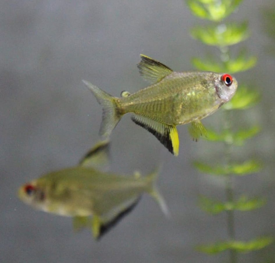 Hyphessobrycon pulchripinnis - Zitronensalmler