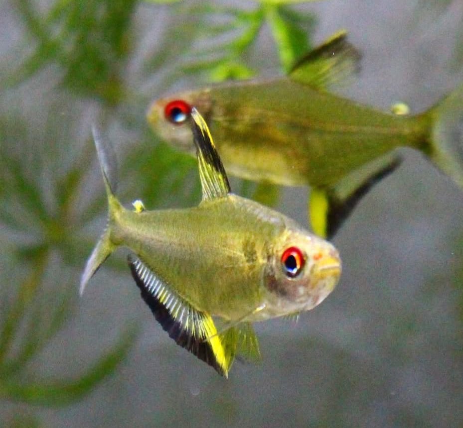Zitronensalmler – Hyphessobrycon pulchripinnis 🍋✨