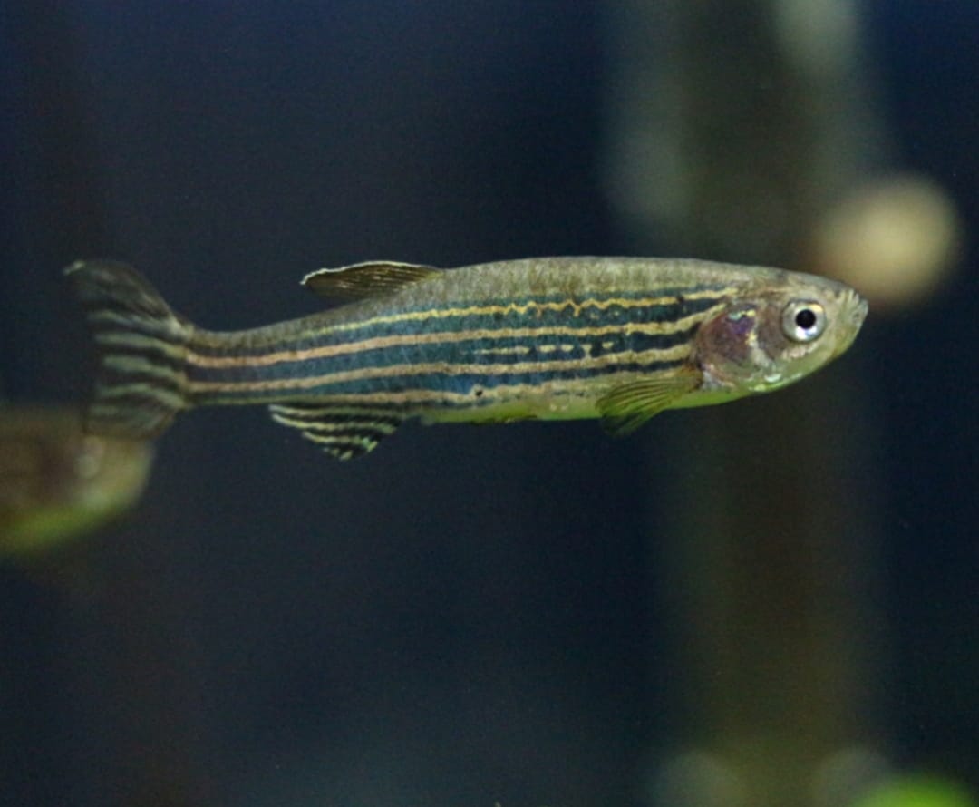Zebrabärbling – Danio rerio 🐟⚡