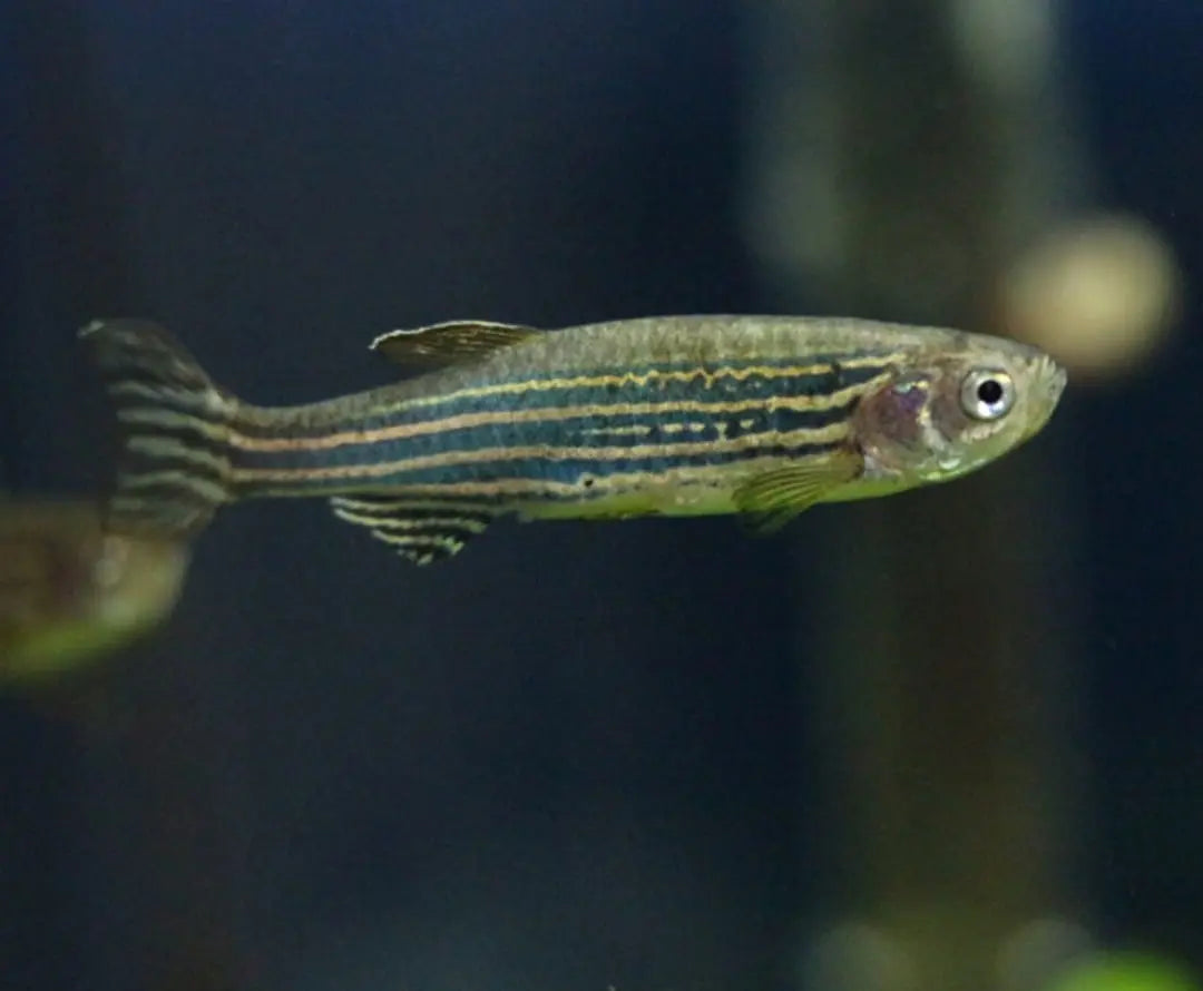 Zebrabärbling – Brachydanio rerio (Danio rerio) 🐟⚡ AquaTimo