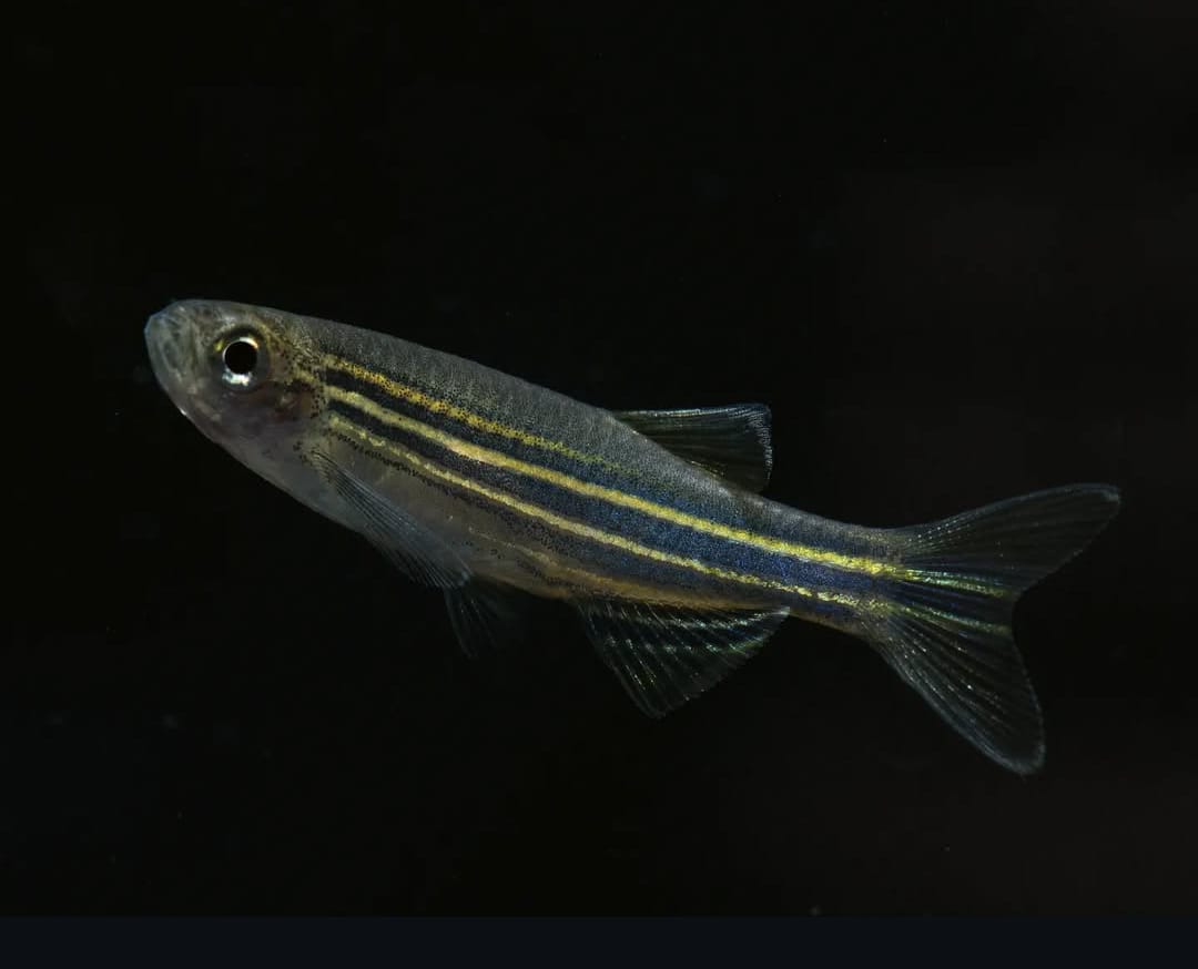 Zebrabärbling – Danio rerio 🐟⚡