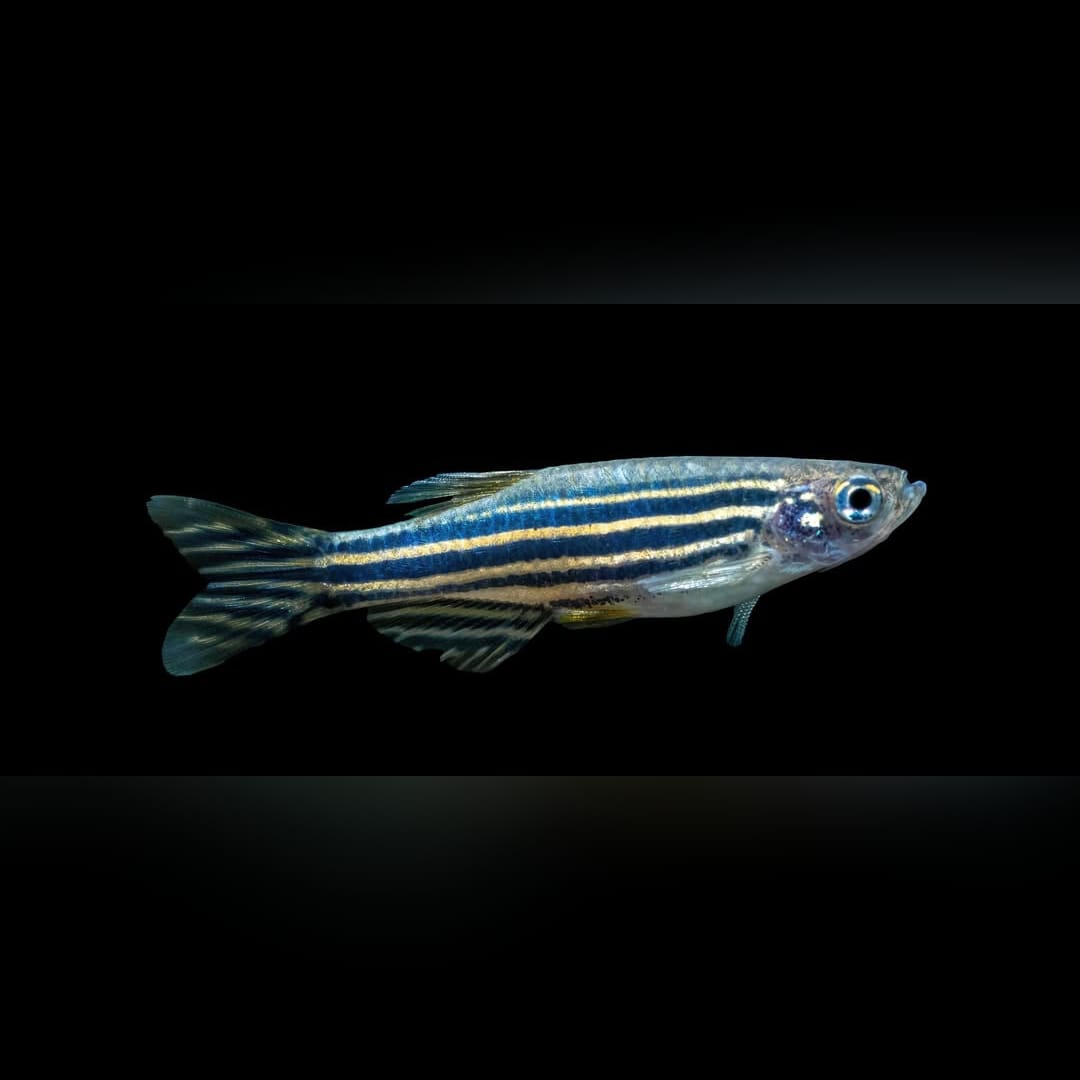 Zebrabärbling – Danio rerio 🐟⚡