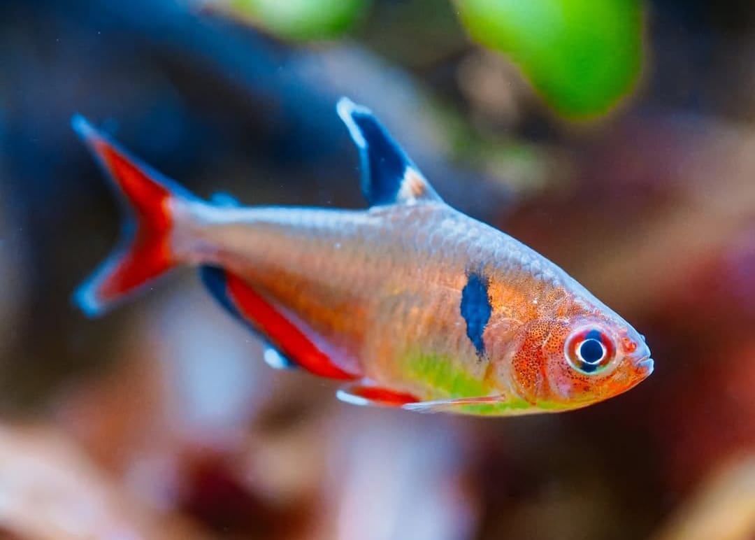 Hyphessobrycon callistus - Blutsalmler "Extra Rot"