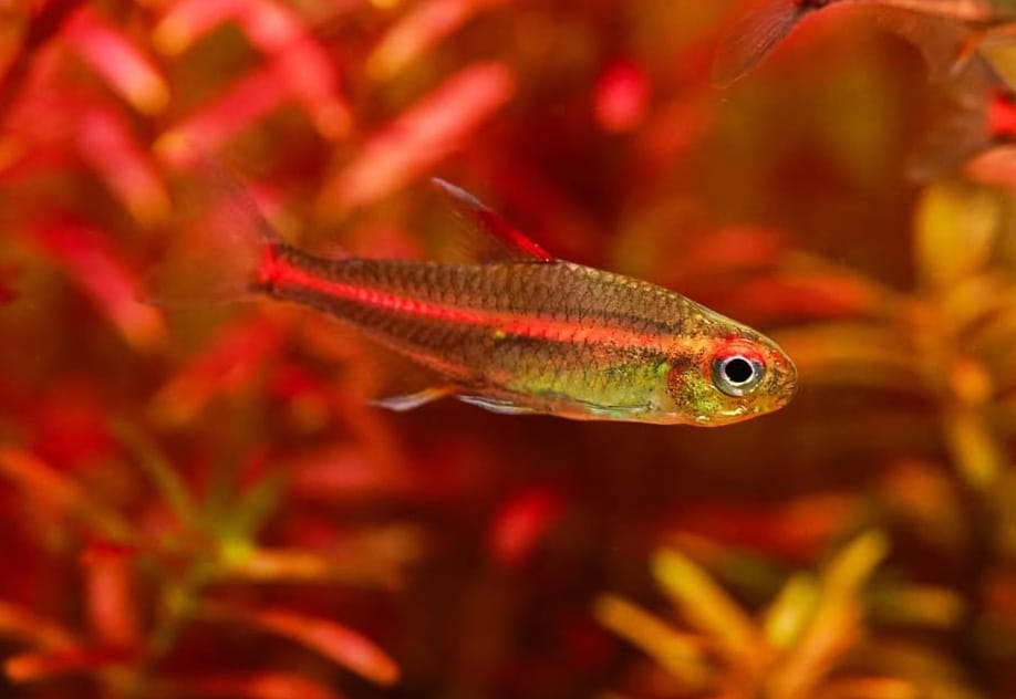 Hemigrammus erythrozonus - Glühlichtsalmler