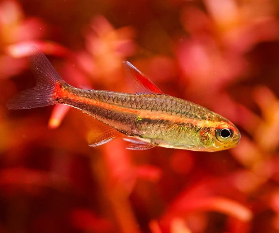 Hemigrammus erythrozonus - Glühlichtsalmler