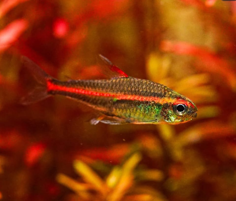 Hemigrammus erythrozonus - Glühlichtsalmler