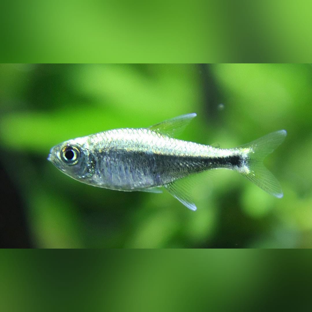 Glanztetra - Hemigrammus armstrongi - Goldtetra Salmler