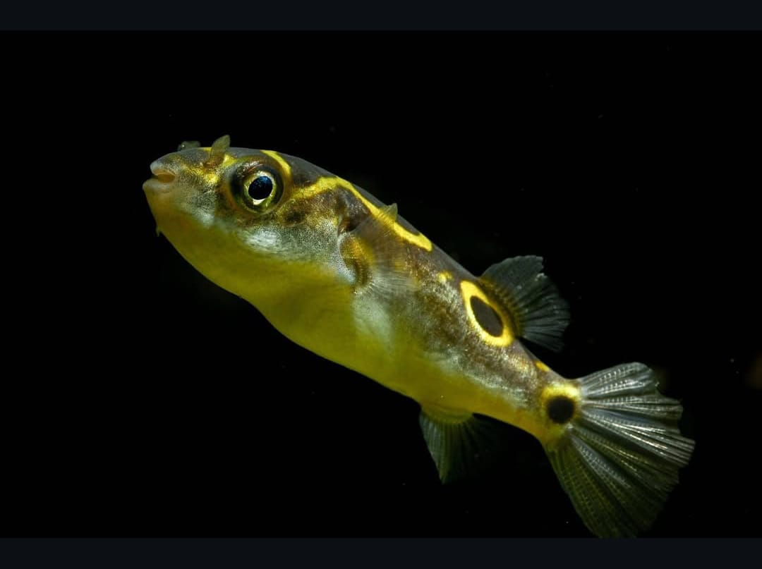 Tetraodon biocellatus - Augenfleck-Kugelfisch