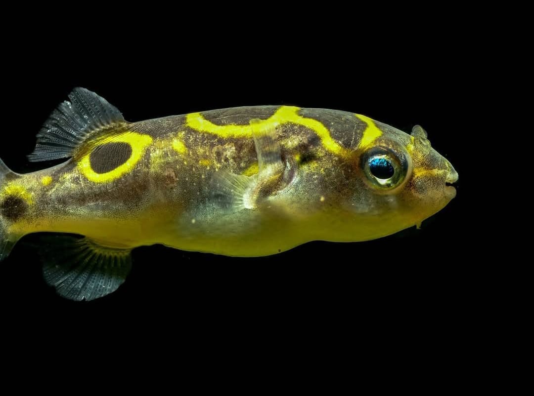 Tetraodon biocellatus - Augenfleck-Kugelfisch