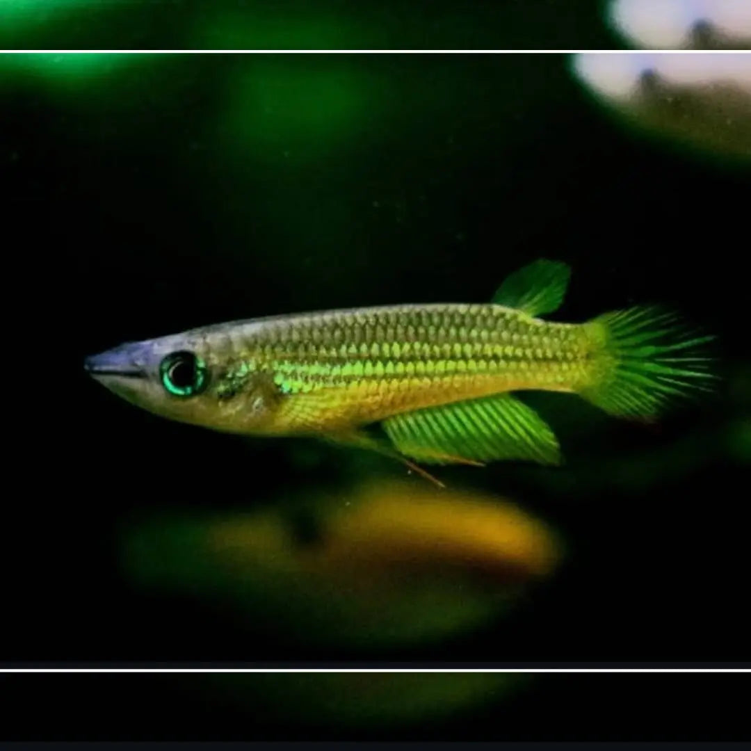 Aplocheilus lineatus "Gold" - Goldener Streifenhechtling AquaTimo