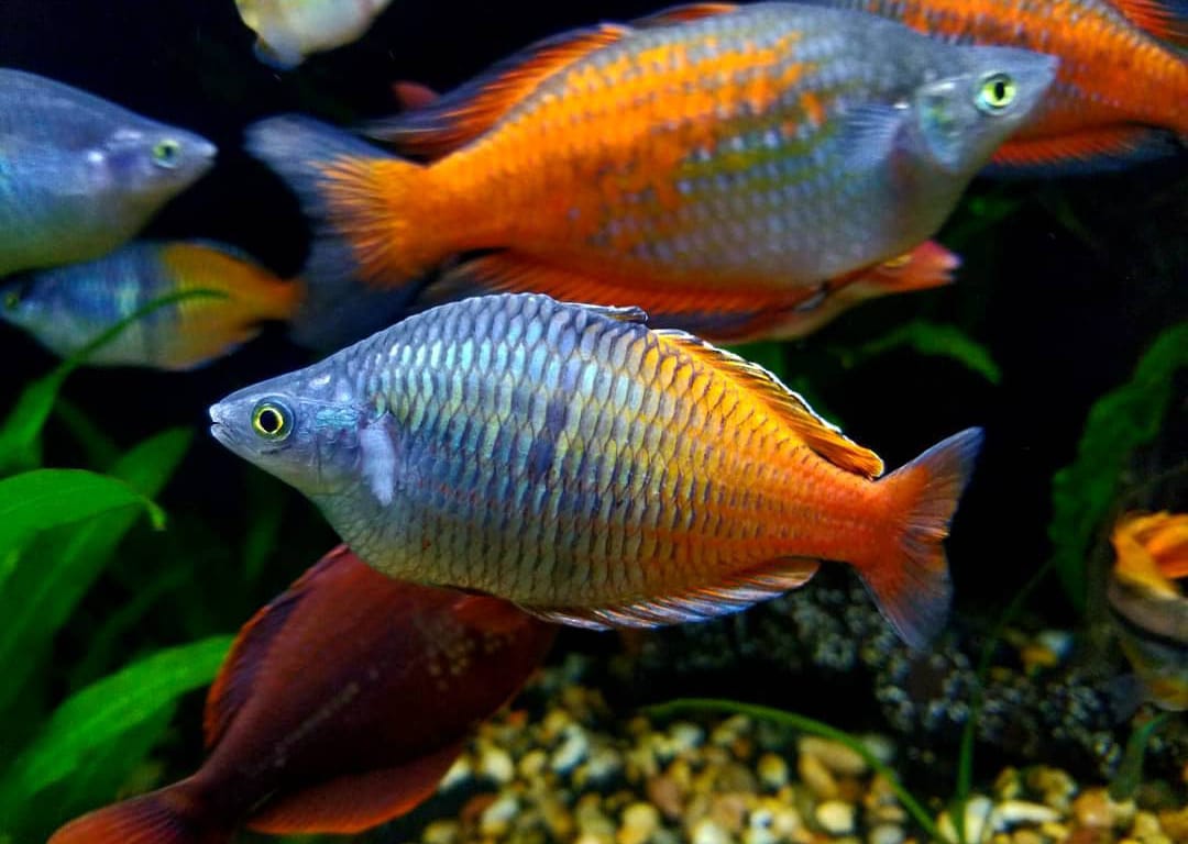 Roter Boesemani Regenbogenfisch – Melanotaenia boesemani 🔥🌈