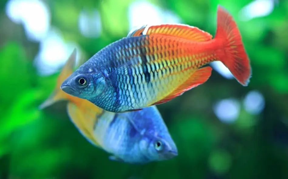 Roter Boesemani Regenbogenfisch – Melanotaenia boesemani 🔥🌈 AquaTimo