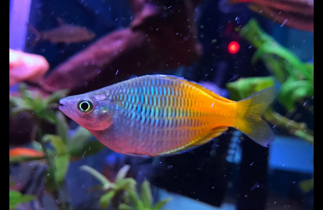 Roter Boesemani Regenbogenfisch – Melanotaenia boesemani 🔥🌈