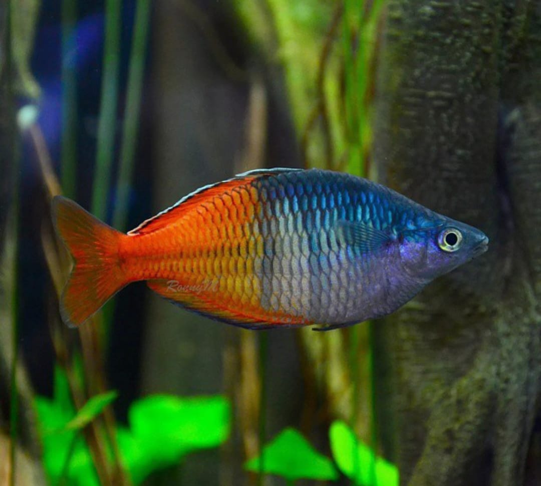Roter Boesemani Regenbogenfisch – Melanotaenia boesemani 🔥🌈
