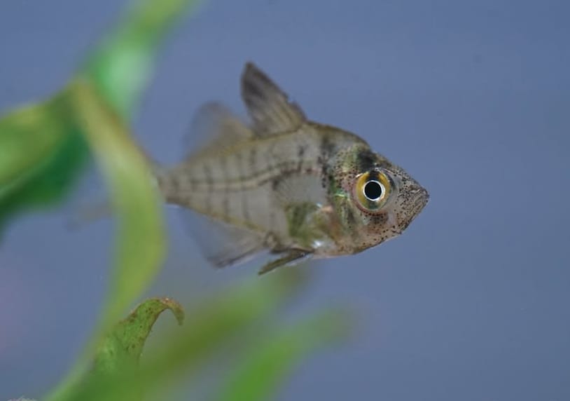 Parambassis ranga - Glasbarsch