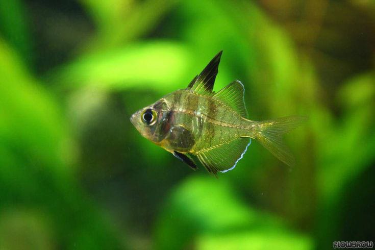 Parambassis ranga - Glasbarsch